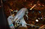 blue lobster in tank