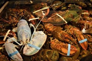 blue lobster in tank